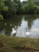 IMG_20220728_121602.jpg