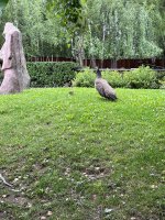 IMG_8997.jpeg